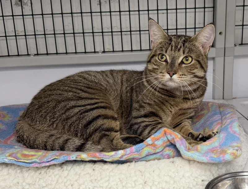 LOCAL CAT  Hamilton thumbnail 5