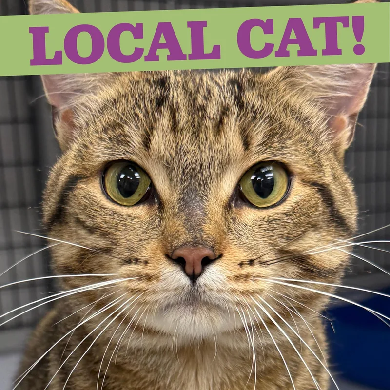 LOCAL CAT  Hamilton thumbnail 6
