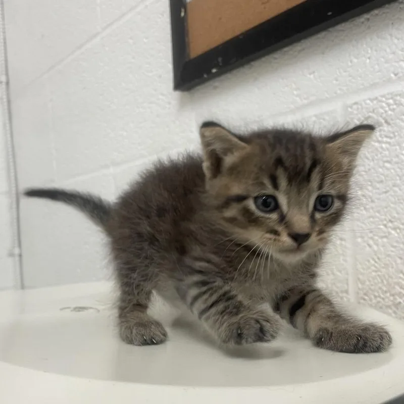 A baby small-sized male Brown / Chocolate Domestic Short Hair cat named Yummie Y for adoption in Edinburg, TX