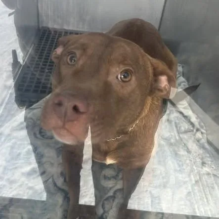 A young medium-sized male Brown / Chocolate Pit Bull Terrier dog named Charlie for adoption in Bristol, IN