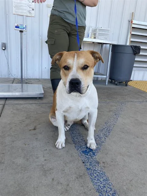 A young medium-sized male White / Cream Pit Bull Terrier dog named Cappuccino  URGENT for adoption in Thousand Oaks, CA