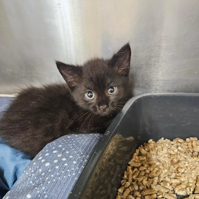 A baby small-sized male Black Domestic Short Hair cat named Galaxy for adoption in Pasadena , MD