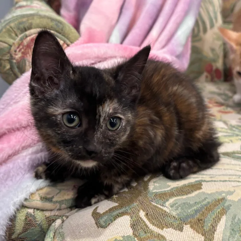 A baby small-sized female Buff / Tan / Fawn Domestic Short Hair cat named Smilodon for adoption in Fairmont, WV