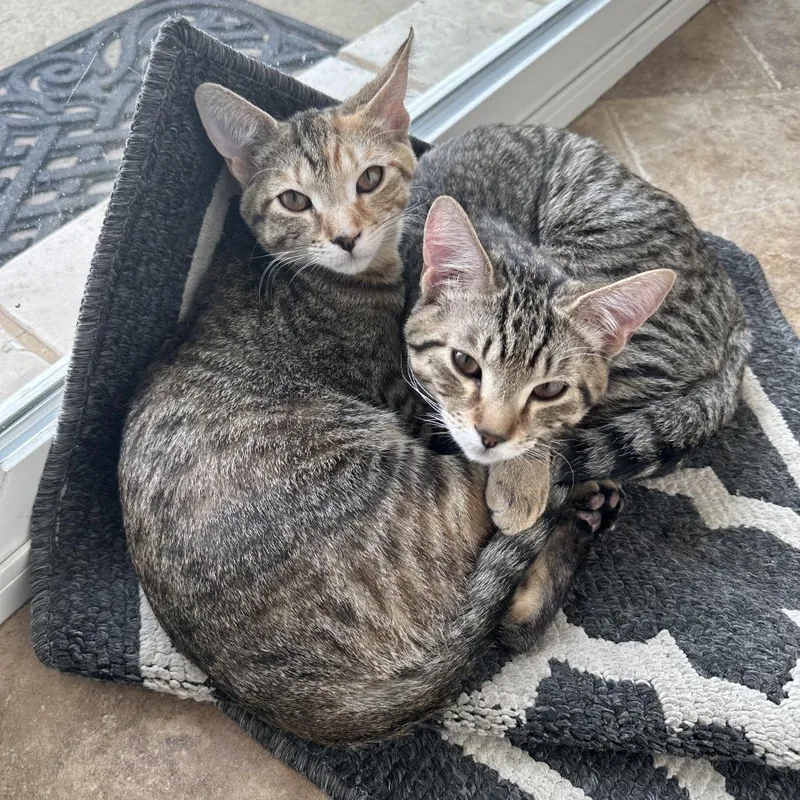 A young small-sized male Brown / Chocolate Domestic Short Hair cat named Kuba Home to for adoption in South Elgin, IL