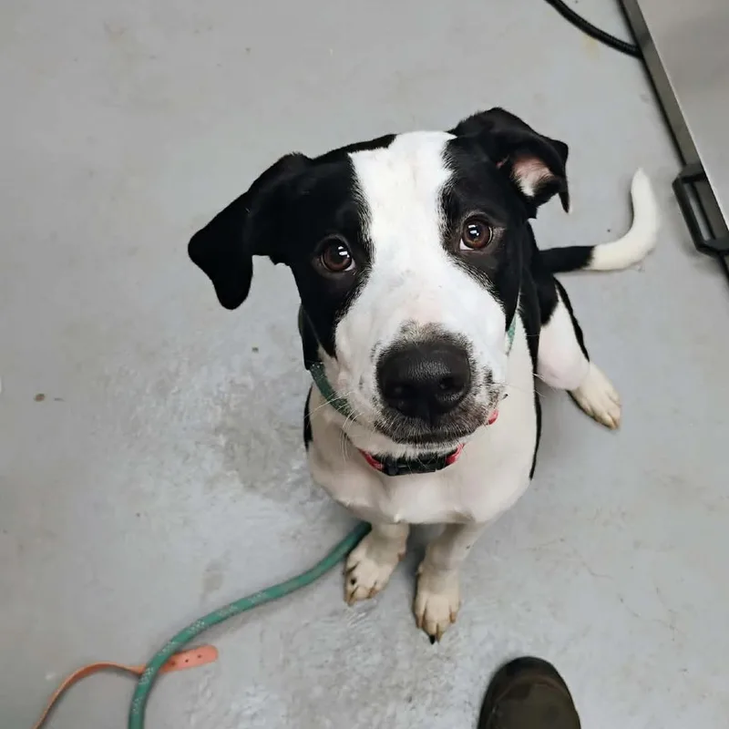 A young medium-sized male Black Mixed Breed dog named Jesse for adoption in Duncan, OK