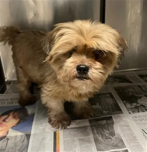 An adult small-sized male Yorkshire Terrier dog named Stich for adoption in Van Nuys, CA
