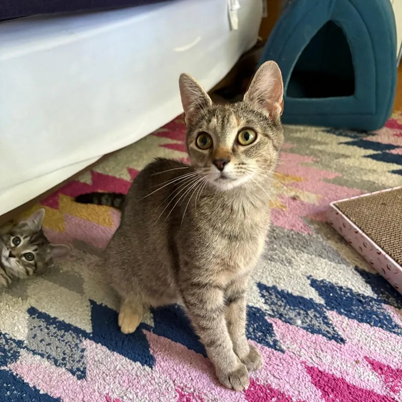 An adult medium-sized female Brown / Chocolate Domestic Short Hair cat named Smudge for adoption in Harrisonburg, VA