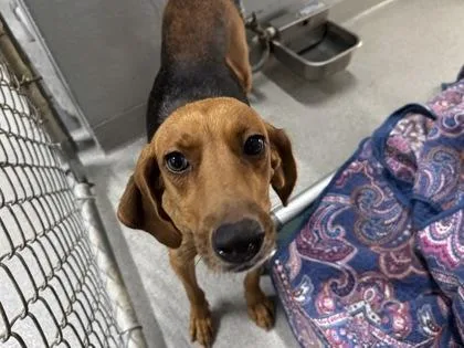 An adult medium-sized female Coonhound dog named Cindy for adoption in Brunswick, GA