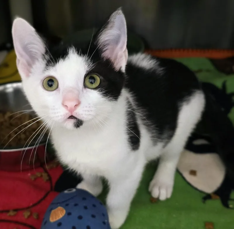 A baby medium-sized female Black Domestic Short Hair cat named Maryann for adoption in Amityville, NY