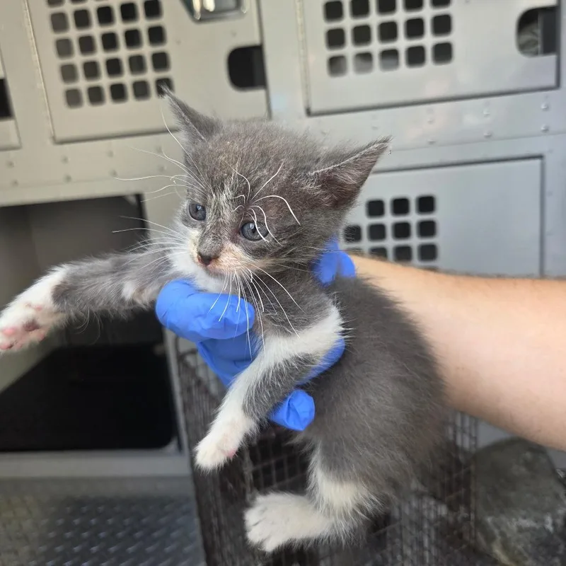 A baby small-sized male Domestic Medium Hair cat named Erwin for adoption in Columbus, GA