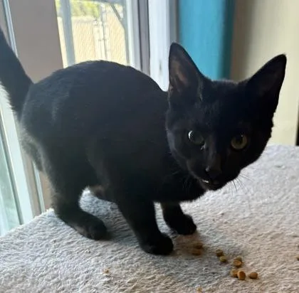 A baby small-sized male Domestic Short Hair cat named Onyx for adoption in Paducah, KY