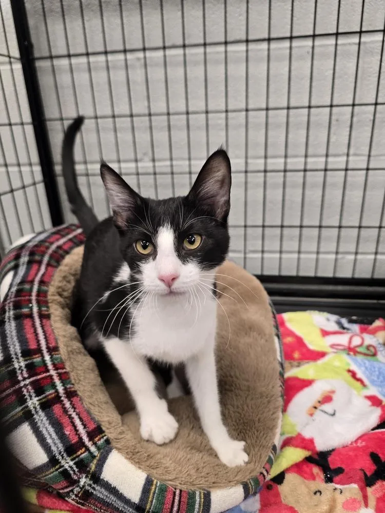 A baby small-sized female Domestic Short Hair cat named Sweetie for adoption in Wellington, KS
