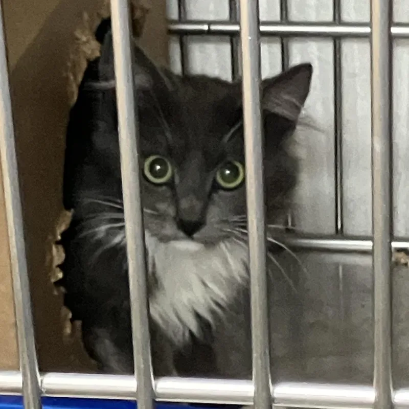 An adult medium-sized female Gray / Blue / Silver Domestic Long Hair cat named Zipperworking Cat for adoption in Idaho Falls, ID