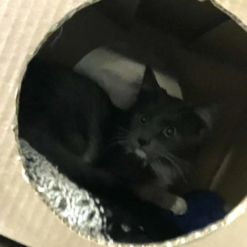 Zipperworking Cat thumbnail 2