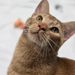 EgyptC