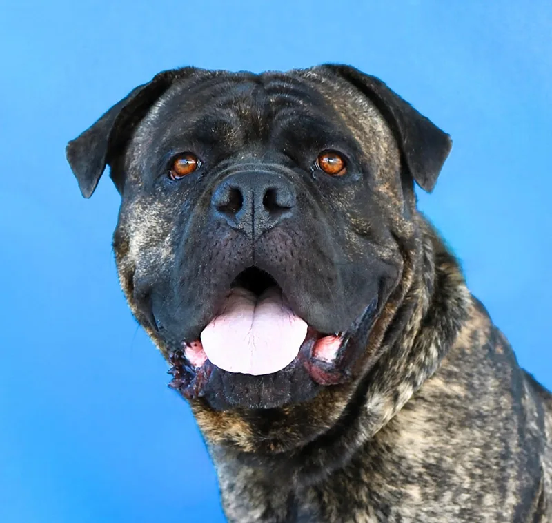 An adult medium-sized male Mastiff dog named Mack for adoption in Pasadena, CA