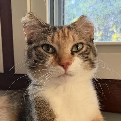 A young medium-sized female Domestic Short Hair cat named Journey for adoption in Verona, WI