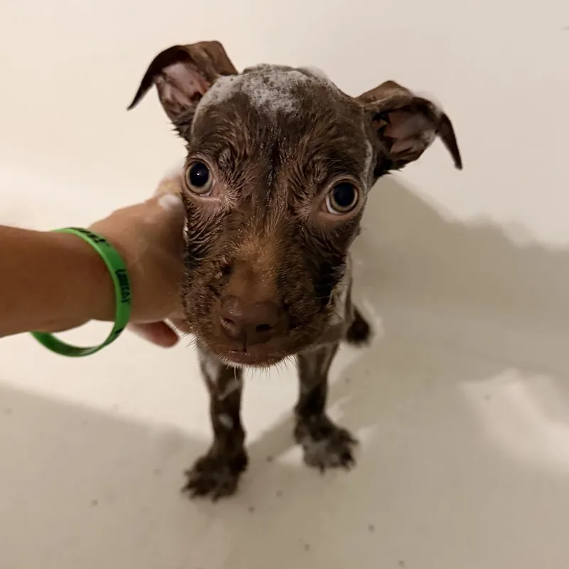 A baby medium-sized male Labrador Retriever dog named Ozzy for adoption in New Orleans, LA