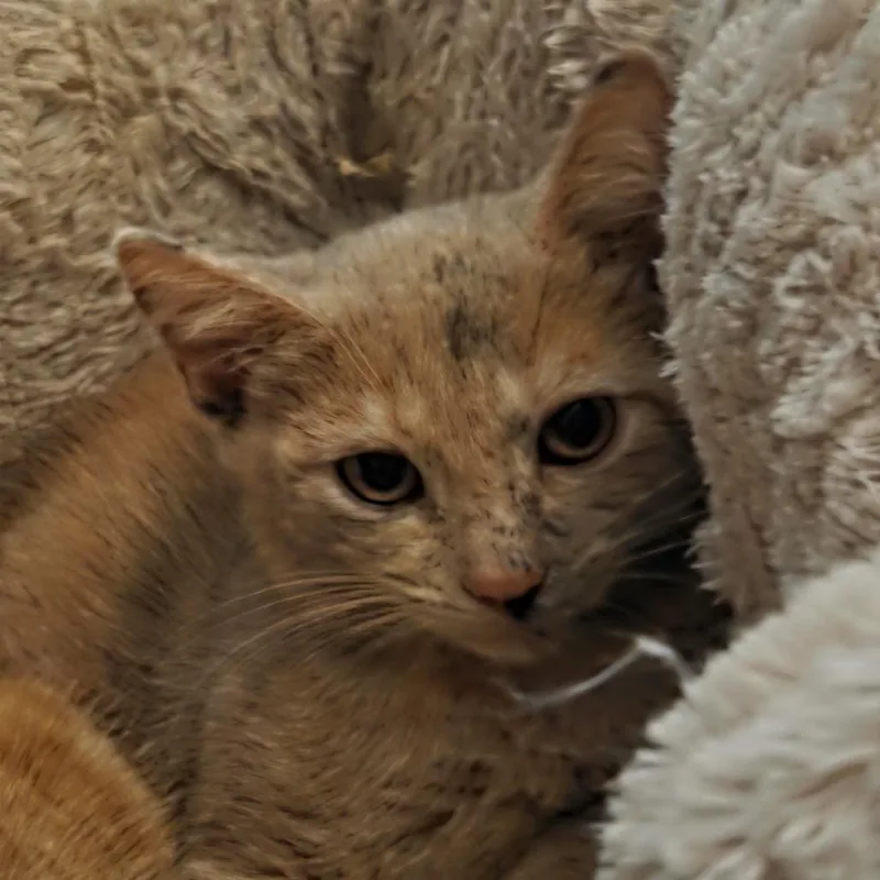 A baby small-sized female Domestic Short Hair cat named Maude for adoption in Germantown, MD