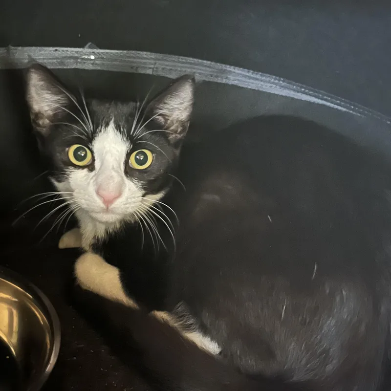 A baby small-sized male Black & White / Tuxedo Domestic Short Hair cat named Nessie for adoption in North Haven, CT