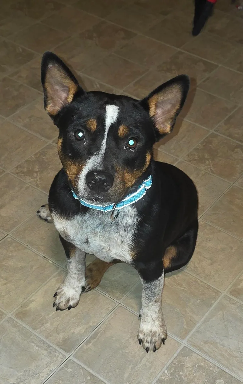 A young medium-sized male Australian Cattle Dog / Blue Heeler dog named Flint for adoption in Oswego, IL