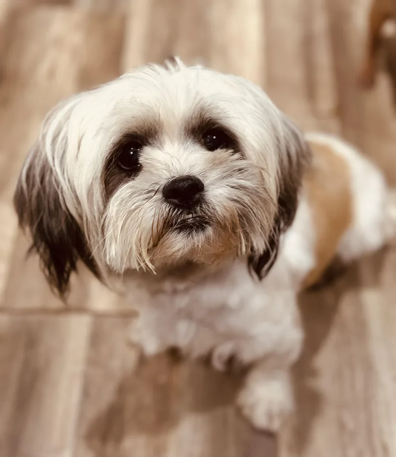 An adult small-sized female Shih Tzu dog named Dustie for adoption in Orlando, FL