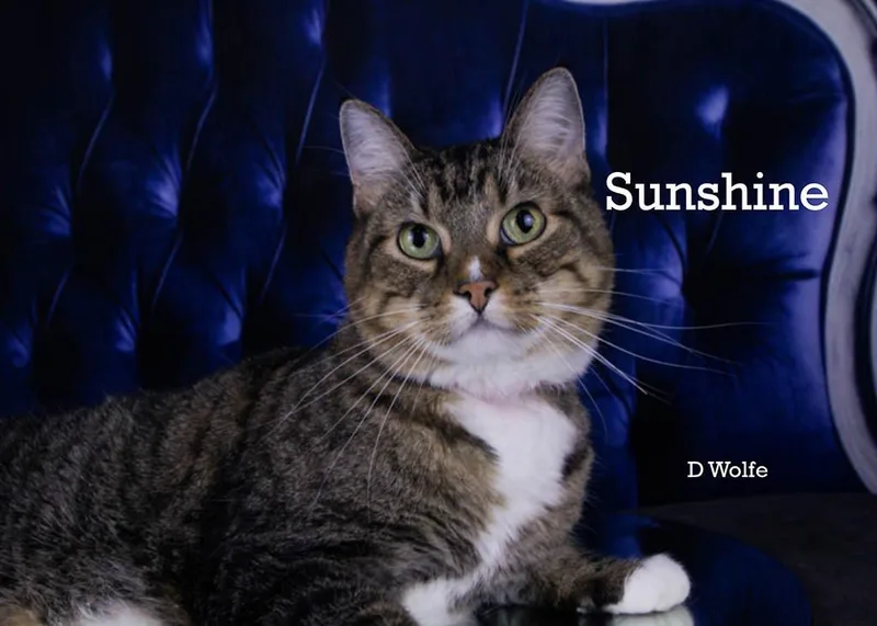 An adult medium-sized female Tabby (Gray / Blue / Silver) Tabby cat named Sunshine for adoption in York, NE