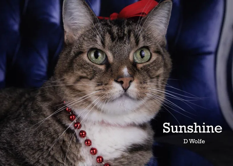 Sunshine thumbnail 4