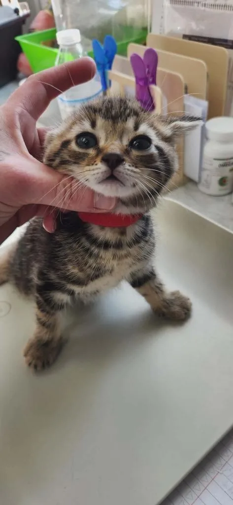 A baby medium-sized male American Shorthair cat named Cherry for adoption in Van Wert, OH