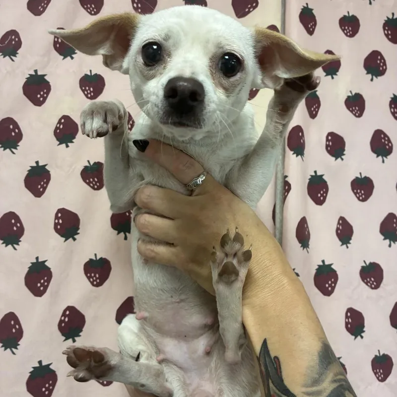 An adult small-sized female White / Cream Chihuahua dog named Opossum for adoption in San Antonio, TX