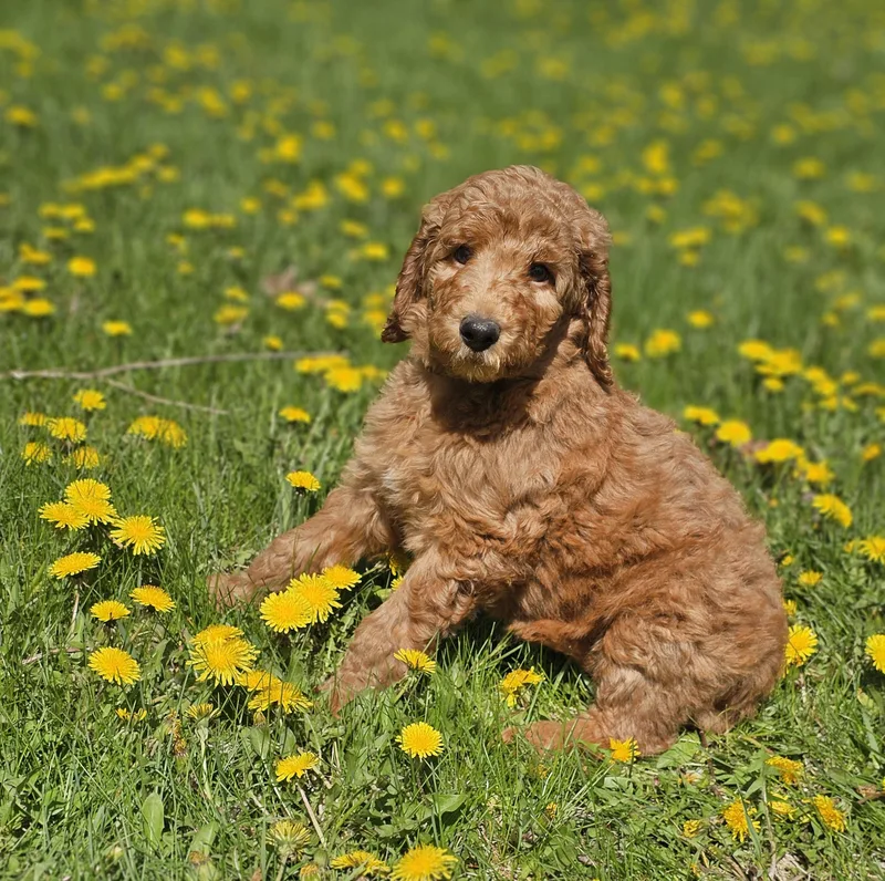 A baby medium-sized female Irish Setter dog named Dolly    for adoption in Milwaukee, WI