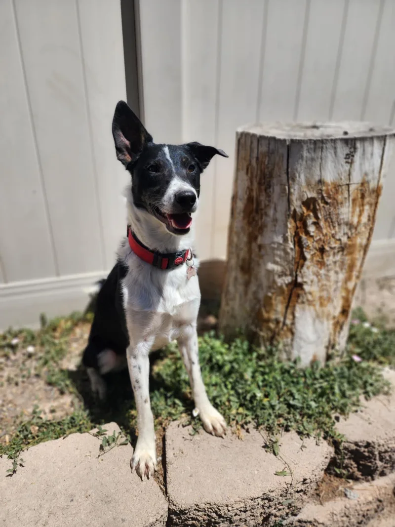 A young medium-sized male Black Border Collie dog named Walnut for adoption in Clinton, UT