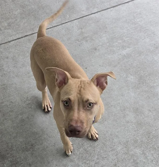 A young medium-sized male Mixed Breed dog named Edamame for adoption in Palmetto, FL