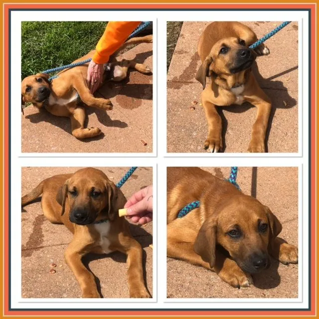 A baby medium-sized male Red / Chestnut / Orange Labrador Retriever dog named Bo for adoption in Buckhannon, WV