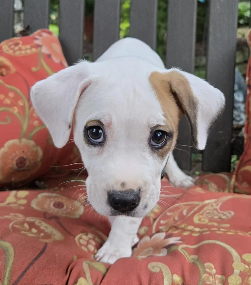 A baby medium-sized female White / Cream American Bulldog dog named Honey for adoption in Union Grove, WI