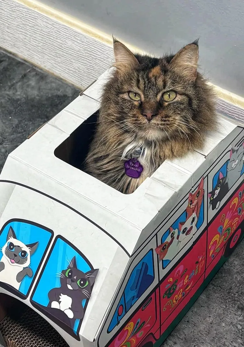 Fawn Moscato  Purrmanent thumbnail 2