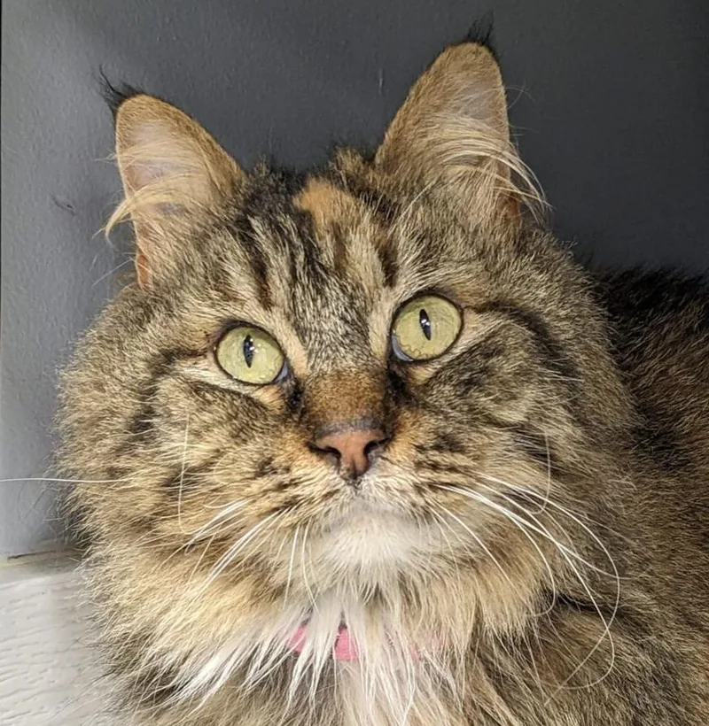 Fawn Moscato  Purrmanent thumbnail 3