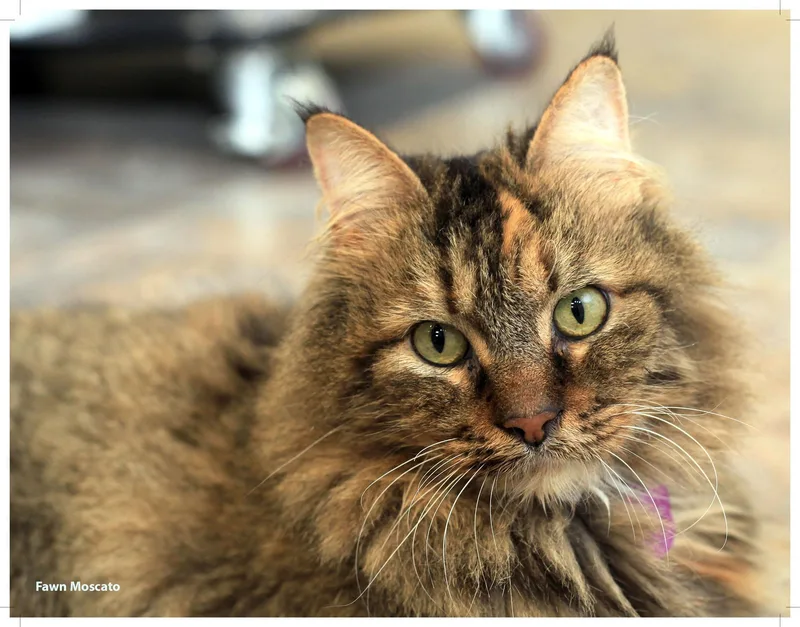 Fawn Moscato  Purrmanent thumbnail 4