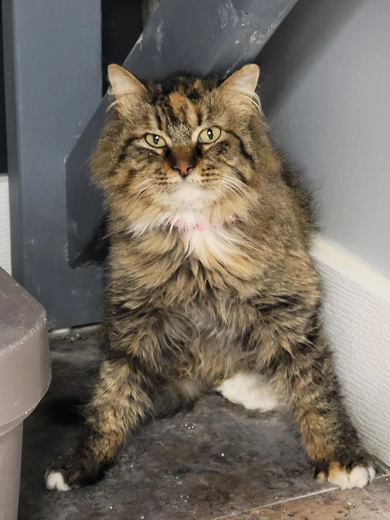 Fawn Moscato  Purrmanent thumbnail 5