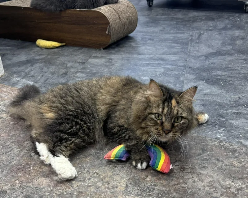 Fawn Moscato  Purrmanent thumbnail 6