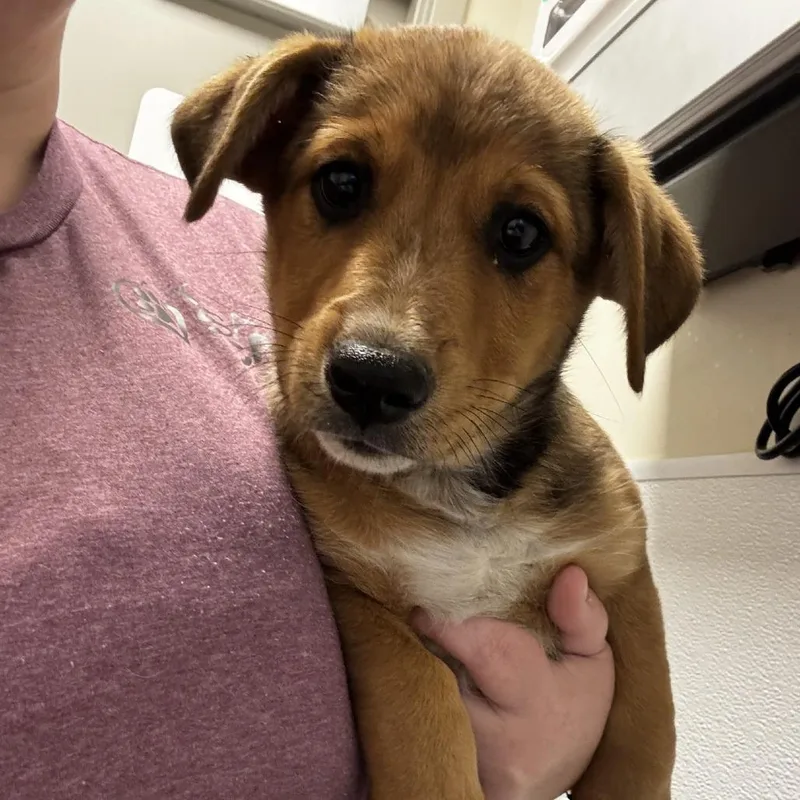 A baby medium-sized male Yellow / Tan / Blond / Fawn Mixed Breed dog named Subway for adoption in Tulsa, OK