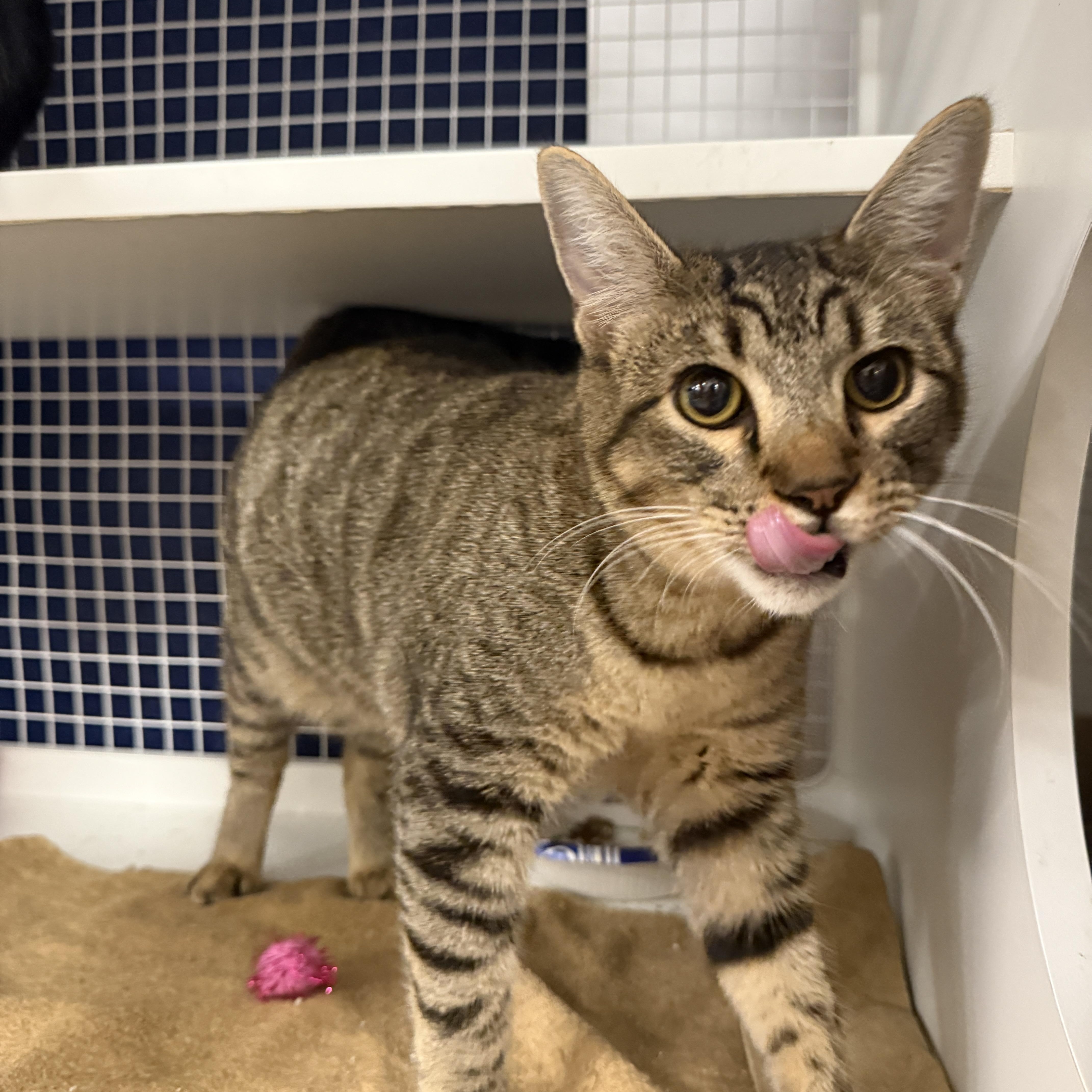 An adult large-sized male Tabby (Brown / Chocolate) Domestic Short Hair cat named Vancouver for adoption in Oceanside, CA