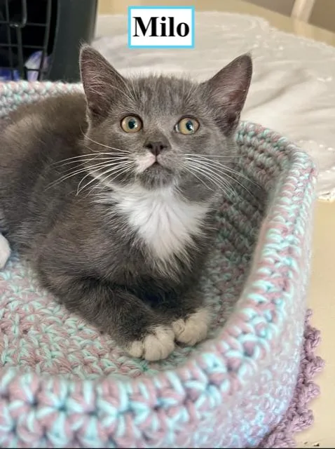 A baby small-sized male Gray & White Domestic Short Hair cat named Milo for adoption in Oradell, NJ