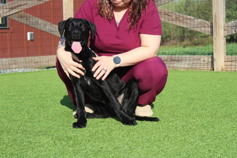 A baby large-sized female Black Labrador Retriever dog named Nico for adoption in Chestertown, MD