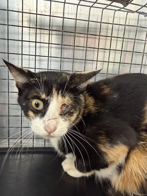 A young medium-sized female Domestic Short Hair cat named Fern for adoption in Conroe, TX