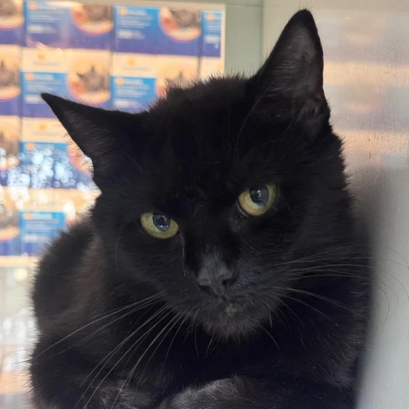 An adult medium-sized female Black Domestic Short Hair cat named Selena for adoption in Salisbury, MA
