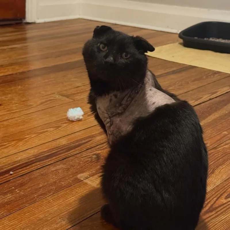 A senior large-sized male Domestic Short Hair cat named Pond for adoption in Hagerstown, MD