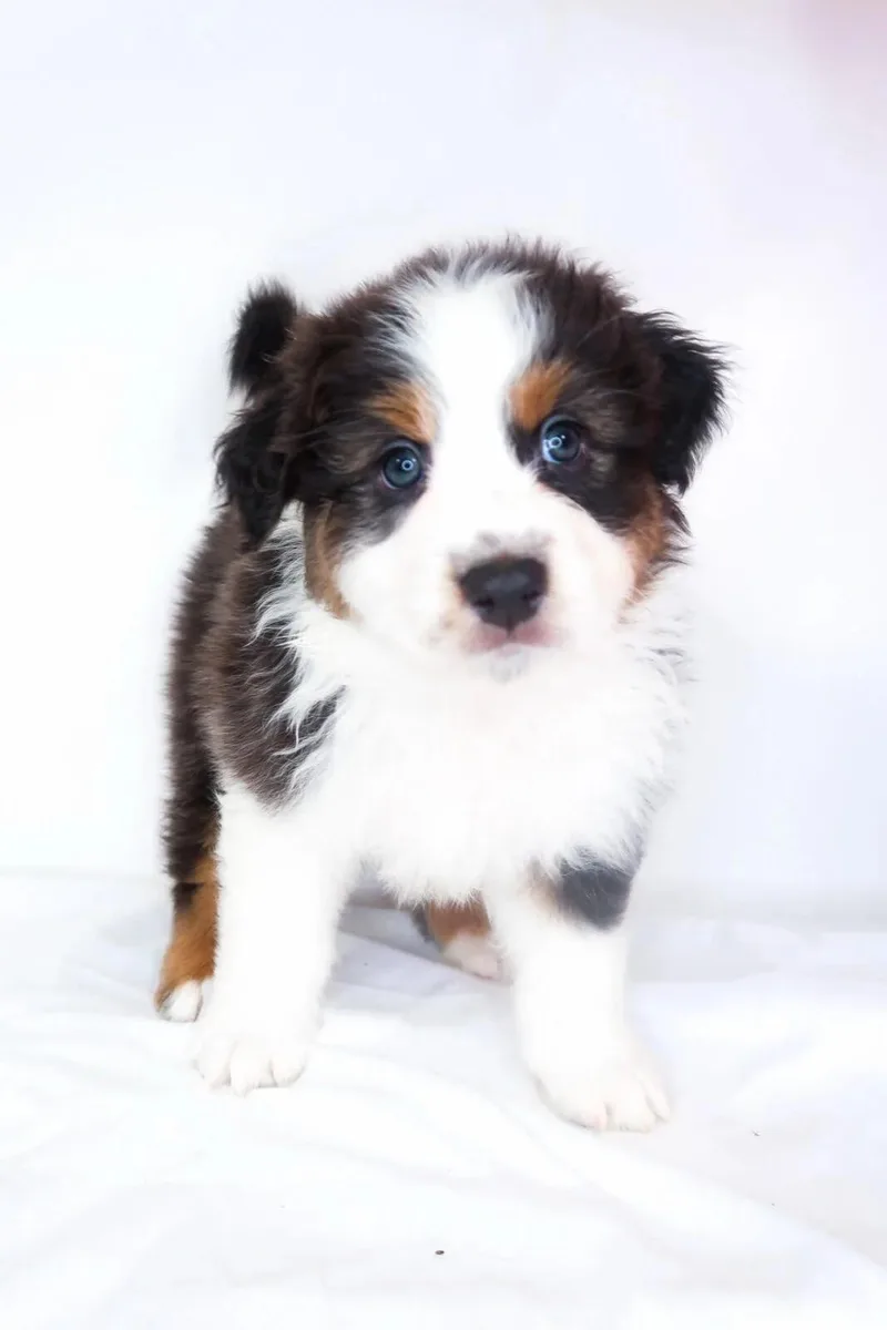 A baby medium-sized male Red / Chestnut / Orange Australian Shepherd dog named Hampton for adoption in Bixby, OK