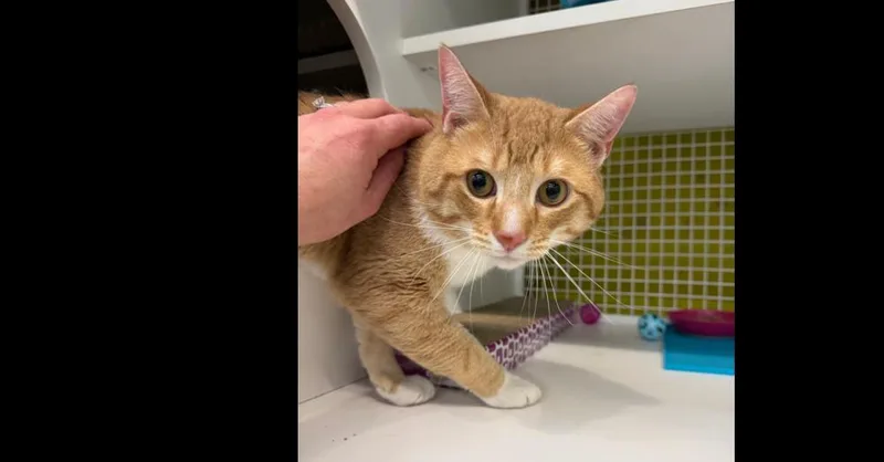 An adult medium-sized male Domestic Short Hair cat named Milo for adoption in Telford, PA