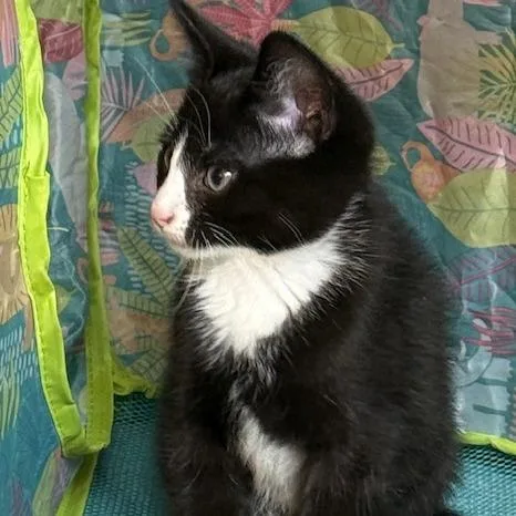A baby small-sized male Black Domestic Short Hair cat named Winter for adoption in Bedford, NH